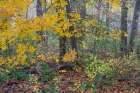 USA, New Jersey, Pine Barrens National Preserve. Forest scenic in autumn. Art Print